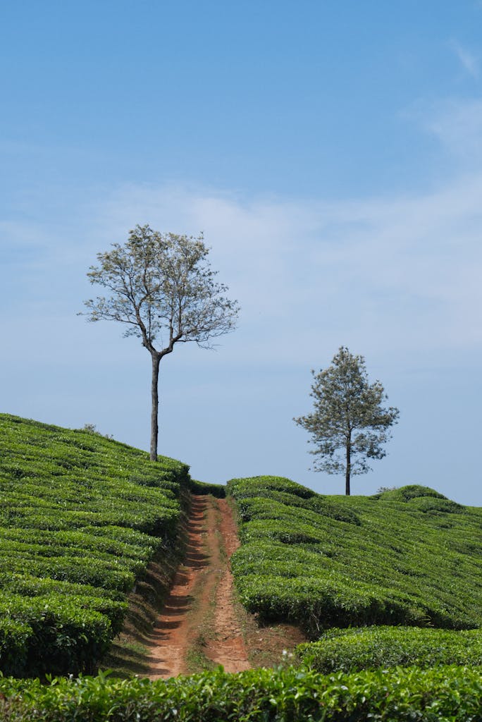 Explore the lush tea plantations of Munnar, Kerala with vibrant greenery under a clear blue sky.